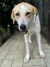 LILA, Hund, Mischlingshund in Aerzen - Bild 8