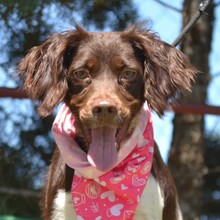 BELLA, Hund, Epagneul Breton in Spanien