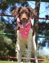 BELLA, Hund, Epagneul Breton in Spanien - Bild 2