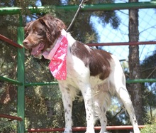 BELLA, Hund, Epagneul Breton in Spanien - Bild 3
