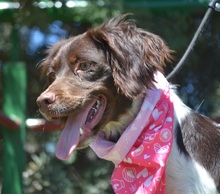 BELLA, Hund, Epagneul Breton in Spanien - Bild 4