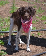 BELLA, Hund, Epagneul Breton in Spanien - Bild 5