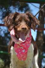 BELLA, Hund, Epagneul Breton in Spanien - Bild 6