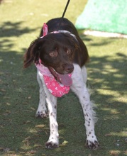 BELLA, Hund, Epagneul Breton in Spanien - Bild 7