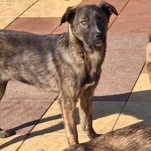 FLOPSY, Hund, Mischlingshund in Rumänien - Bild 1