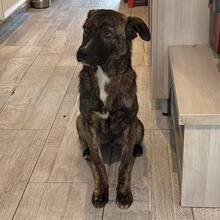 FLOPSY, Hund, Mischlingshund in Rumänien - Bild 2