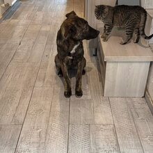 FLOPSY, Hund, Mischlingshund in Rumänien - Bild 3