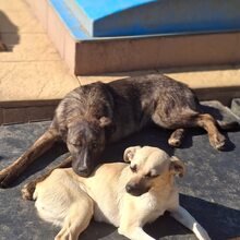 FLOPSY, Hund, Mischlingshund in Rumänien - Bild 4