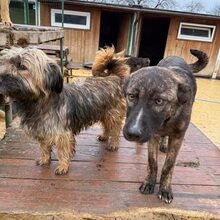FLOPSY, Hund, Mischlingshund in Rumänien - Bild 5