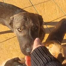 FLOPSY, Hund, Mischlingshund in Rumänien - Bild 6