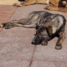FLOPSY, Hund, Mischlingshund in Rumänien - Bild 7
