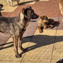 FLOPSY, Hund, Mischlingshund in Rumänien - Bild 8