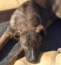 FLOPSY, Hund, Mischlingshund in Rumänien - Bild 9