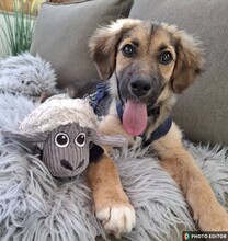 TINKERBELL, Hund, Mischlingshund in Coppenbrügge
