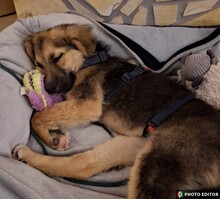 TINKERBELL, Hund, Mischlingshund in Coppenbrügge - Bild 3