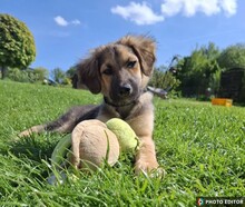TINKERBELL, Hund, Mischlingshund in Coppenbrügge - Bild 4