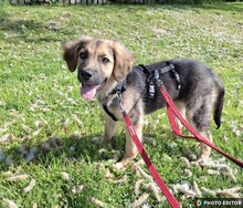 TINKERBELL, Hund, Mischlingshund in Coppenbrügge - Bild 5