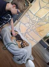 TINKERBELL, Hund, Mischlingshund in Coppenbrügge - Bild 6