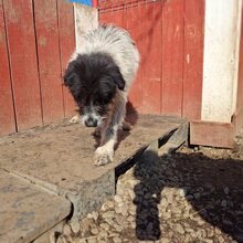 BOSSE, Hund, Mischlingshund in Rumänien - Bild 10