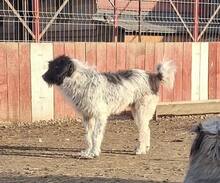 BOSSE, Hund, Mischlingshund in Rumänien - Bild 2