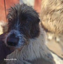 BOSSE, Hund, Mischlingshund in Rumänien - Bild 8