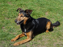 FIETE, Hund, Mischlingshund in Hamburg