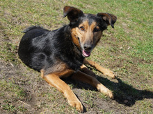 FIETE, Hund, Mischlingshund in Hamburg - Bild 2