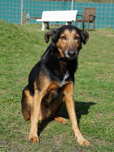 FIETE, Hund, Mischlingshund in Hamburg - Bild 3