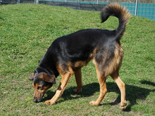 FIETE, Hund, Mischlingshund in Hamburg - Bild 4