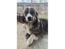 FFION, Hund, Mischlingshund in Rumänien - Bild 1