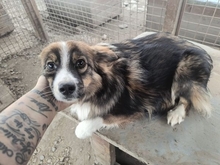 FFION, Hund, Mischlingshund in Rumänien - Bild 2