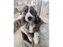 FFION, Hund, Mischlingshund in Rumänien - Bild 3
