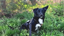 MARNIE, Hund, Mischlingshund in Leipzig - Bild 2