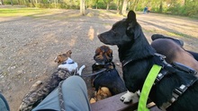 MARNIE, Hund, Mischlingshund in Leipzig - Bild 3