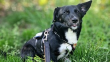 MARNIE, Hund, Mischlingshund in Leipzig - Bild 4