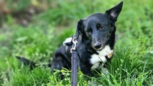 MARNIE, Hund, Mischlingshund in Leipzig - Bild 5