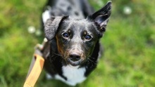 MARNIE, Hund, Mischlingshund in Leipzig - Bild 6