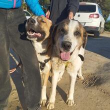 TEDDY, Hund, Mastin Español-Mix in Spanien - Bild 1