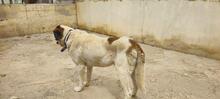 TEDDY, Hund, Mastin Español-Mix in Spanien - Bild 10