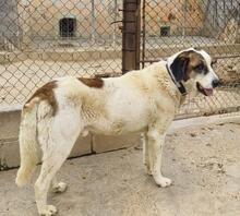 TEDDY, Hund, Mastin Español-Mix in Spanien - Bild 2