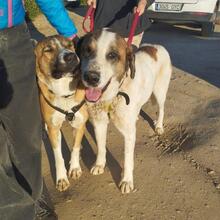 TEDDY, Hund, Mastin Español-Mix in Spanien - Bild 3