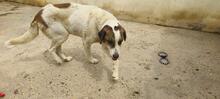 TEDDY, Hund, Mastin Español-Mix in Spanien - Bild 4