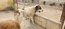 TEDDY, Hund, Mastin Español-Mix in Spanien - Bild 5