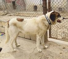 TEDDY, Hund, Mastin Español-Mix in Spanien - Bild 6