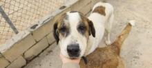 TEDDY, Hund, Mastin Español-Mix in Spanien - Bild 7