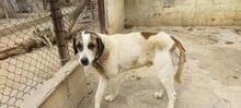 TEDDY, Hund, Mastin Español-Mix in Spanien - Bild 8