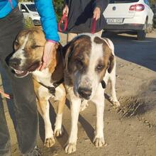 TEDDY, Hund, Mastin Español-Mix in Spanien - Bild 9