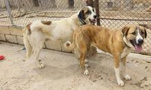 RUBY3, Hund, Mischlingshund in Spanien - Bild 1