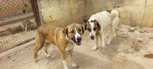 RUBY3, Hund, Mischlingshund in Spanien - Bild 10