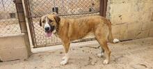 RUBY3, Hund, Mischlingshund in Spanien - Bild 13